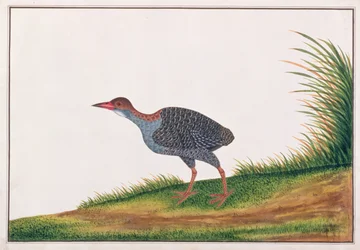 Slaty-breasted Rail, from Drawings of Birds from Malacca